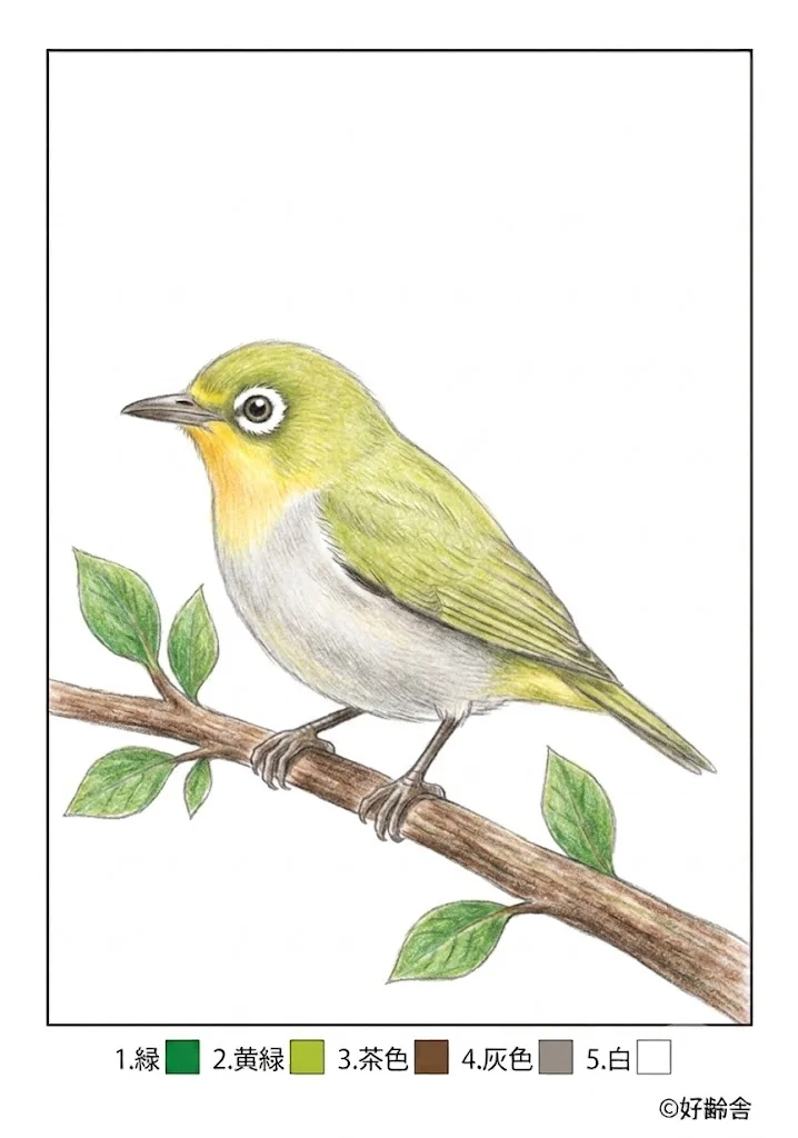 メジロの塗り絵 完成見本（彩色の見本）