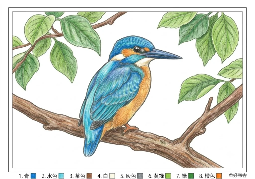 カワセミの塗り絵 完成見本（彩色の見本）
