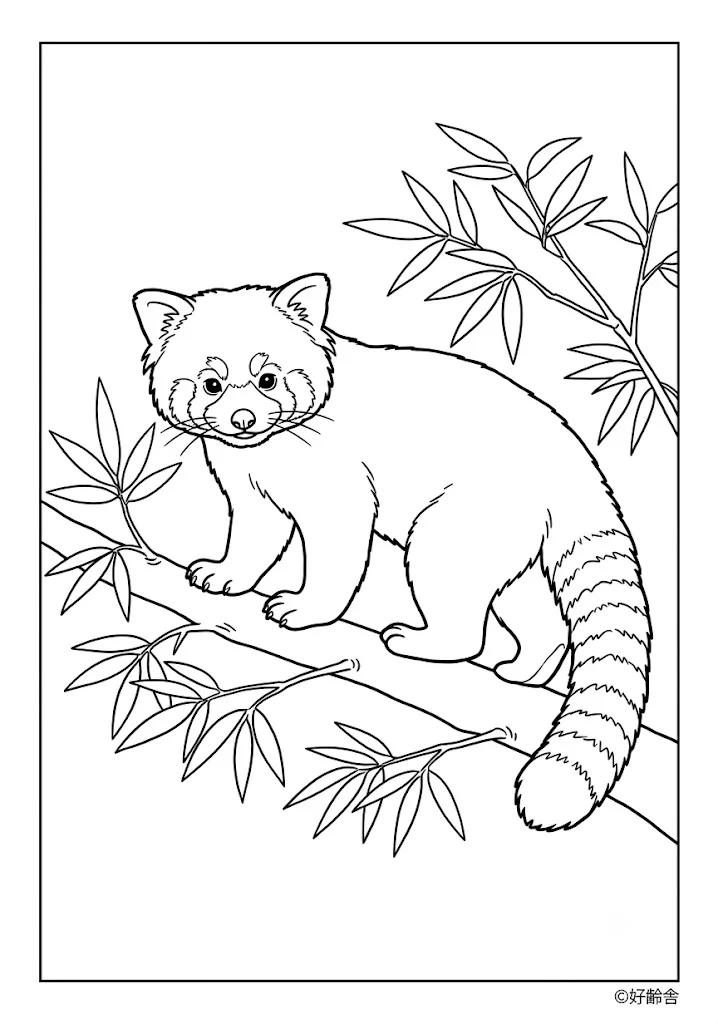 高齢者向け無料塗り絵：レッサーパンダ（中級・A4印刷用）