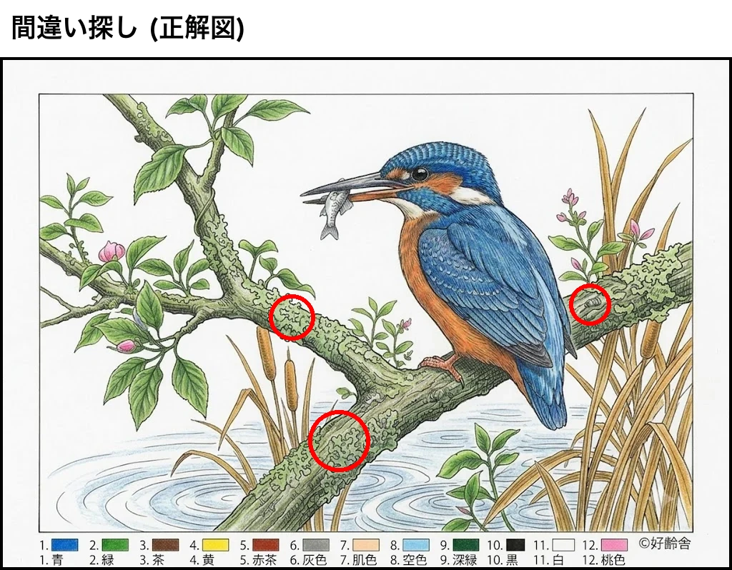 正解見本：カワセミ