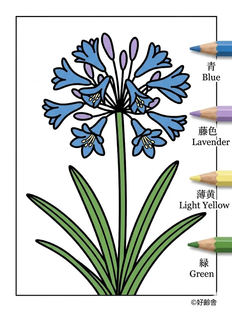 アガパンサスの塗り絵 完成見本(カラーサンプル・高齢者レク用)