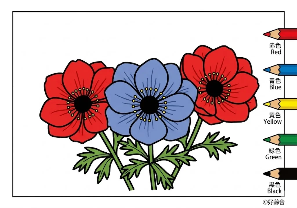 アネモネの塗り絵 完成見本(カラーサンプル・高齢者レク用)