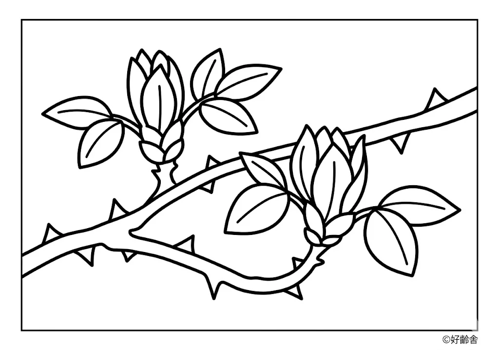 高齢者向け無料塗り絵:たらの芽(A4印刷用・脳トレ介護レク)