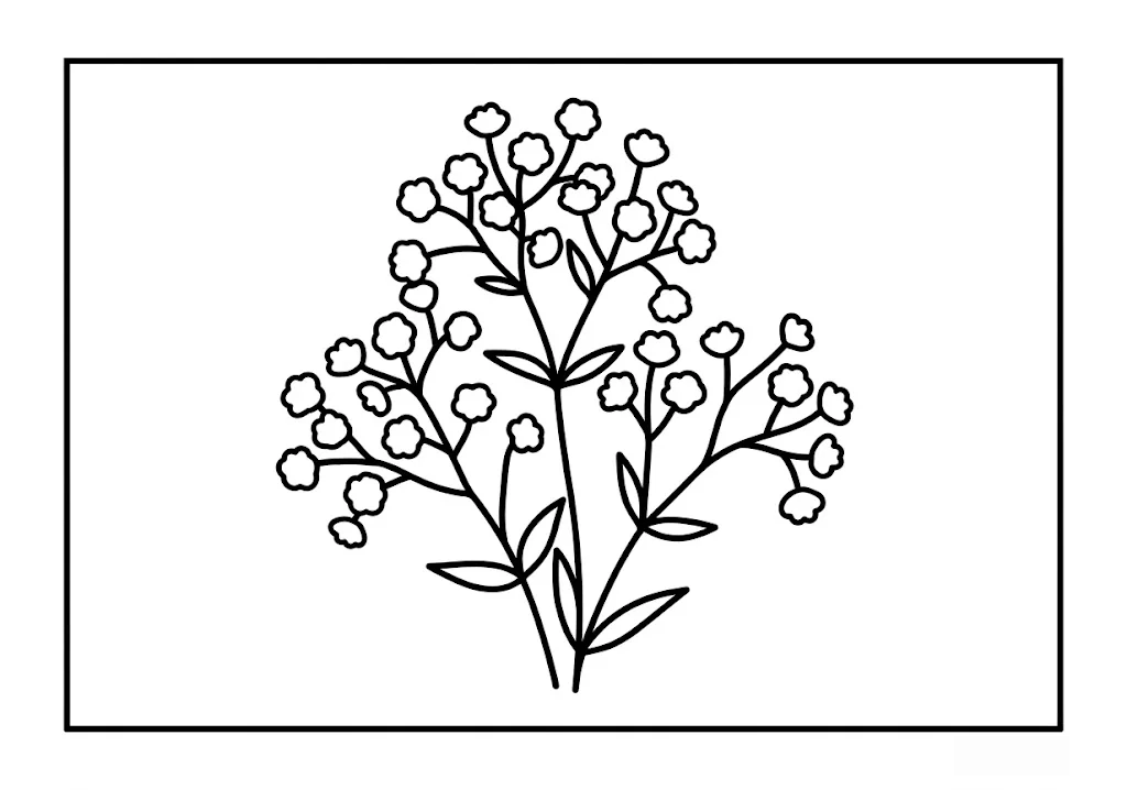 カスミソウの塗り絵(高齢者向け)