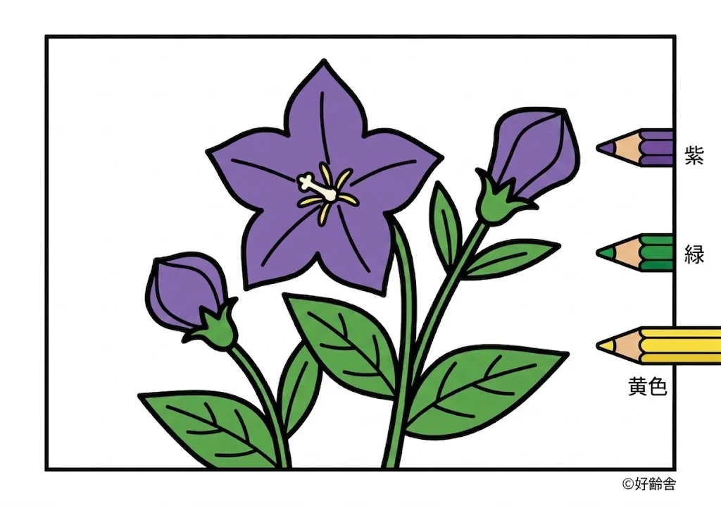 キキョウの塗り絵 完成見本(カラーサンプル・高齢者レク用)