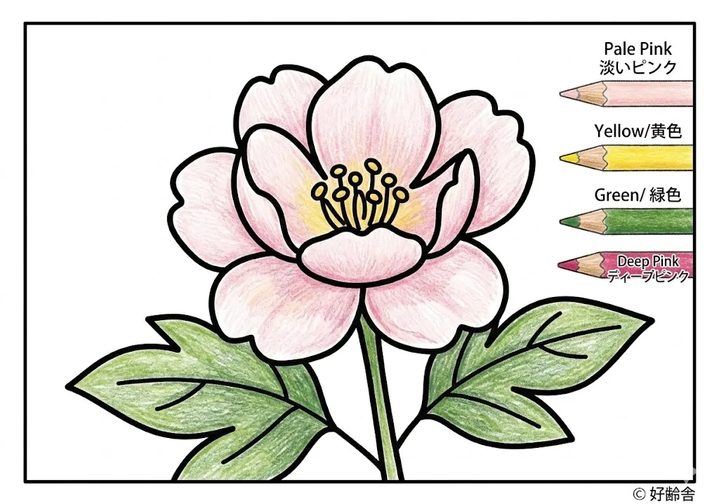 牡丹の塗り絵 完成見本(カラーサンプル・高齢者レク用)