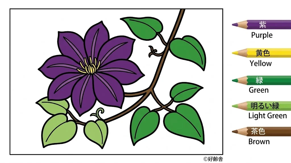 クレマチスの塗り絵 完成見本(カラーサンプル・高齢者レク用)