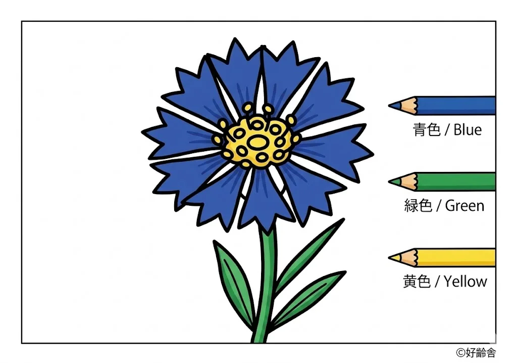 ヤグルマギクの塗り絵 完成見本(カラーサンプル・高齢者レク用)