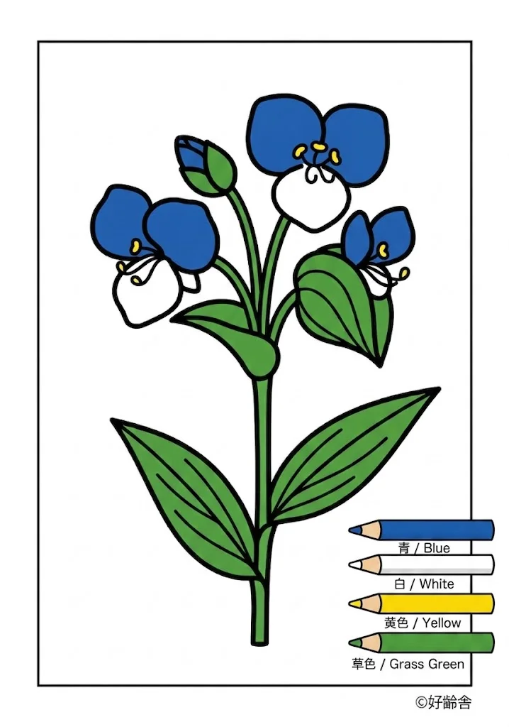 露草の塗り絵 完成見本(カラーサンプル・高齢者レク用)