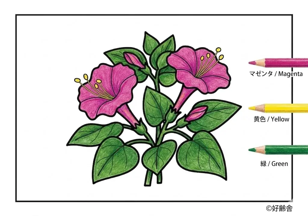 オシロイバナの塗り絵 完成見本(カラーサンプル・高齢者レク用)