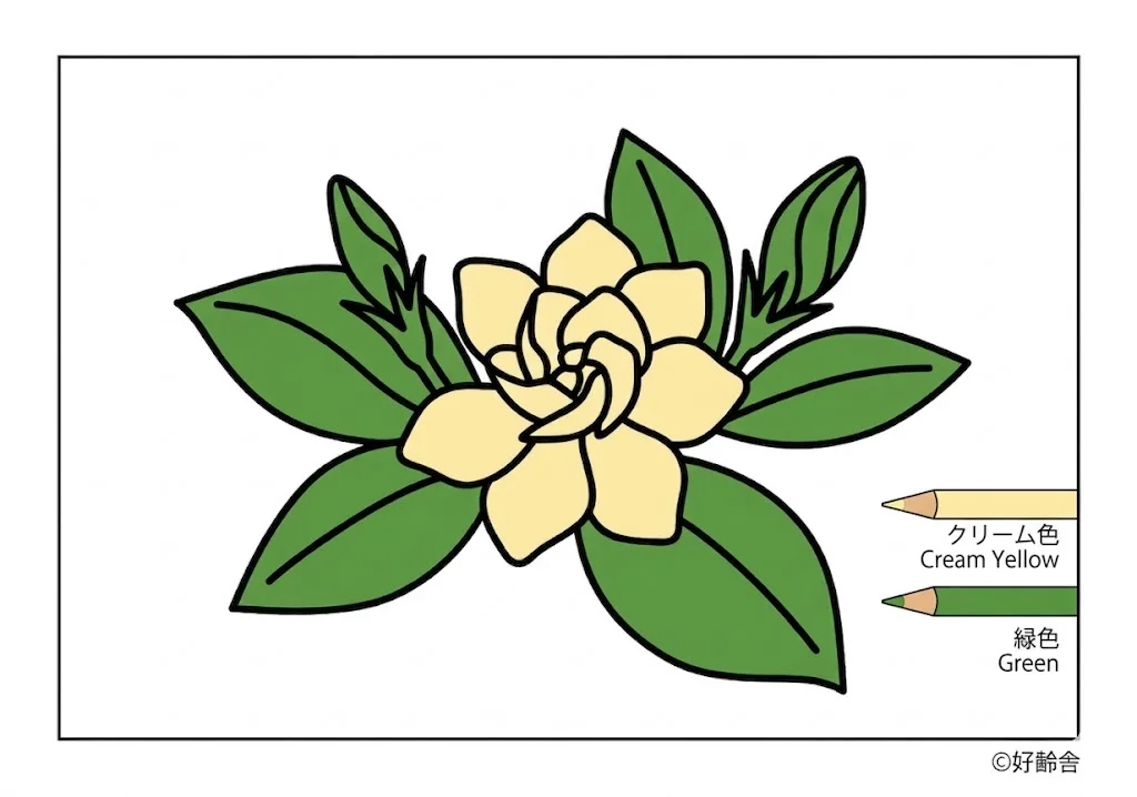 クチナシの塗り絵 完成見本(カラーサンプル・高齢者レク用)
