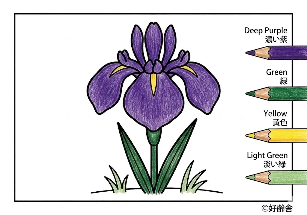 ハナショウブの塗り絵 完成見本(カラーサンプル・高齢者レク用)