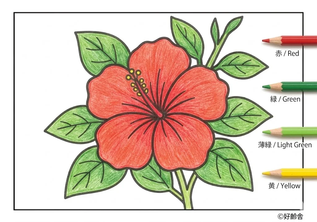 ハイビスカスの塗り絵 完成見本(カラーサンプル・高齢者レク用)