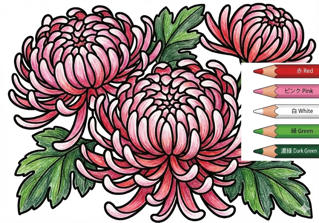 菊の塗り絵 完成見本(カラーサンプル・高齢者レク用)