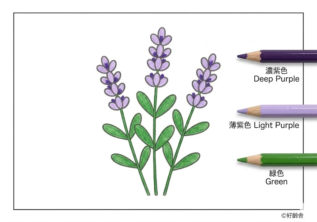 ラベンダーの塗り絵 完成見本(カラーサンプル・高齢者レク用)