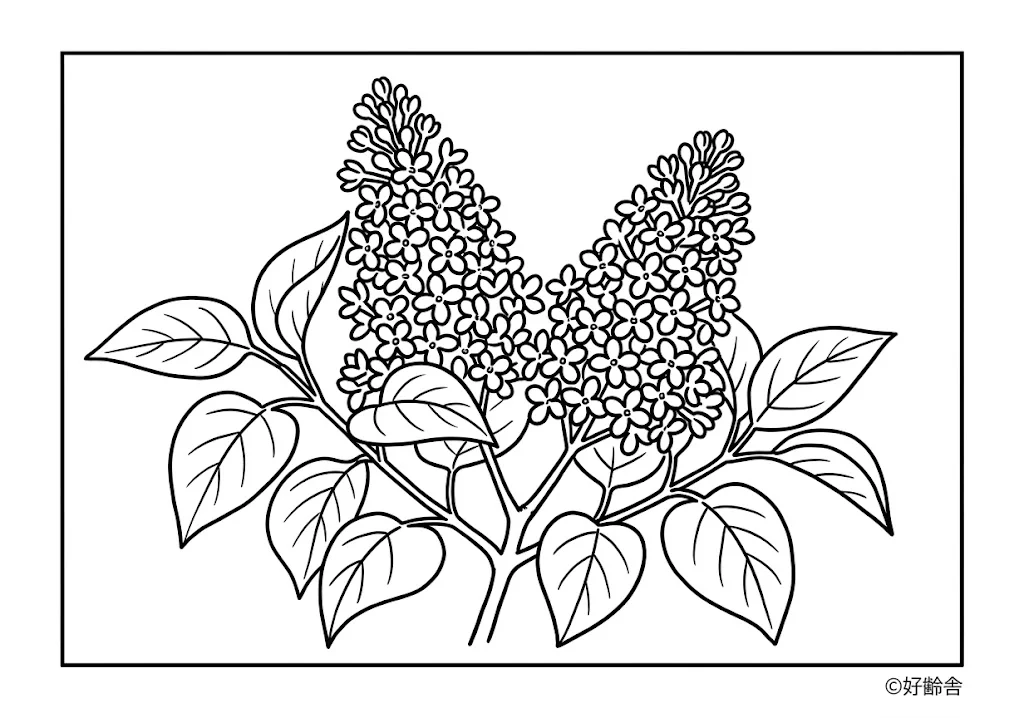 高齢者向け無料塗り絵:ライラック(A4印刷用・脳トレ介護レク)