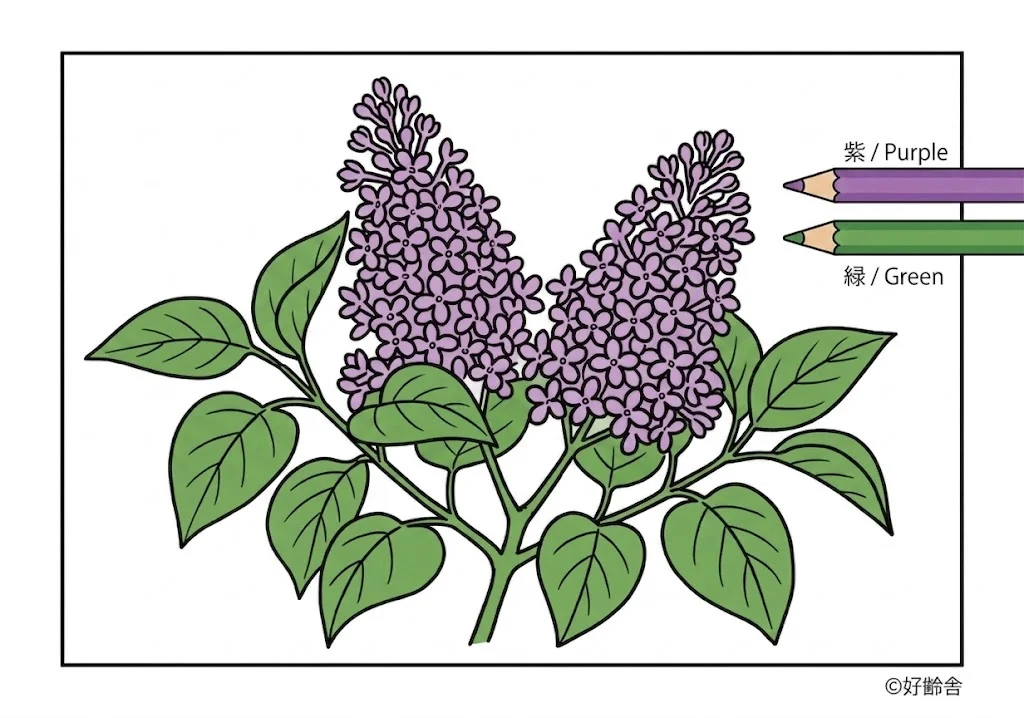 ライラックの塗り絵 完成見本(カラーサンプル・高齢者レク用)
