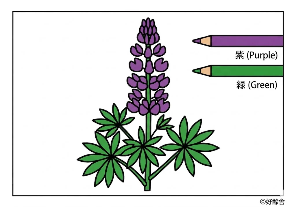 ルピナスの塗り絵 完成見本(カラーサンプル・高齢者レク用)