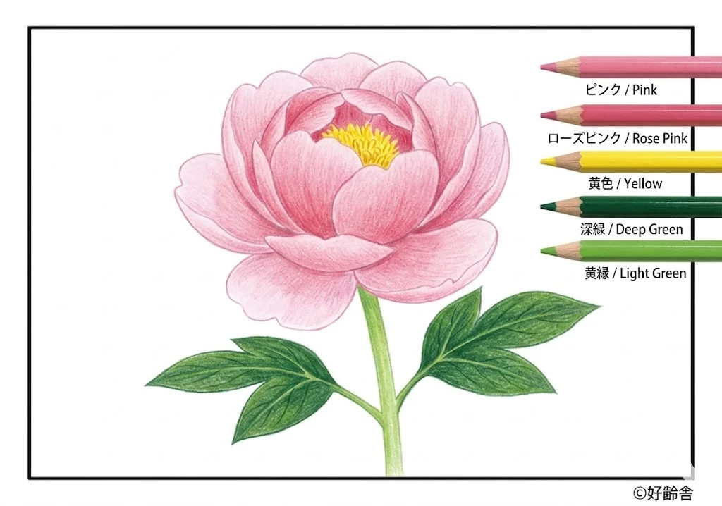 芍薬の塗り絵 完成見本(カラーサンプル・高齢者レク用)