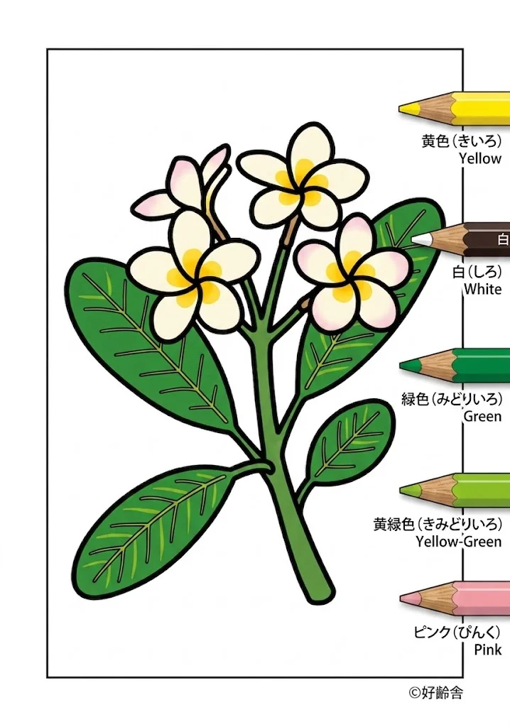 プルメリアの塗り絵 完成見本(カラーサンプル・高齢者レク用)