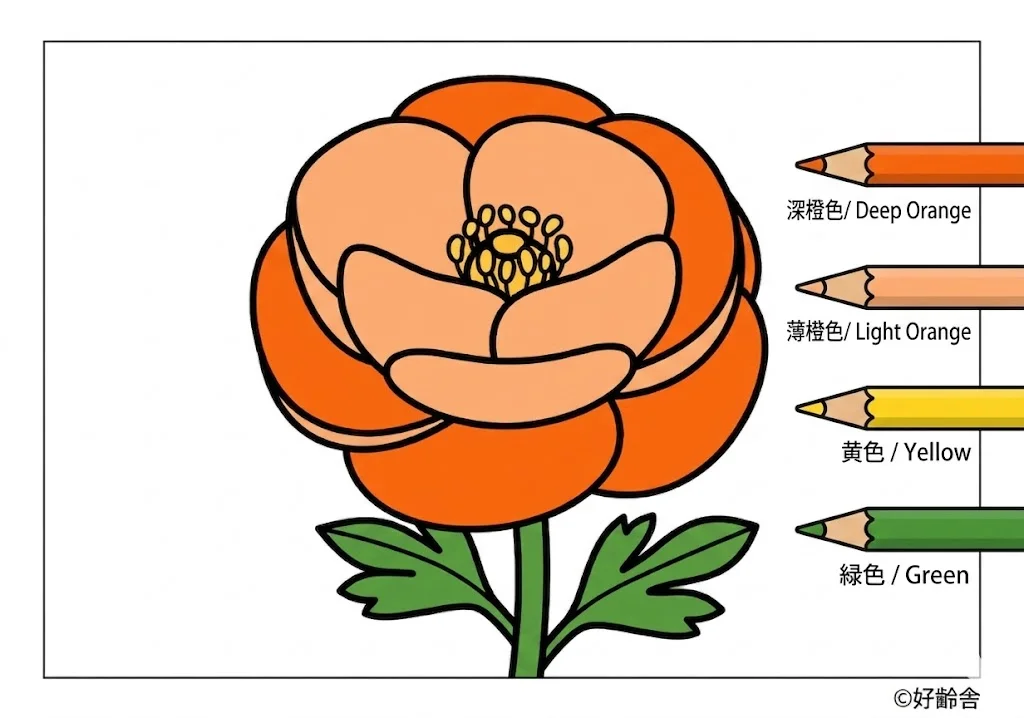 ラナンキュラスの塗り絵 完成見本(カラーサンプル・高齢者レク用)