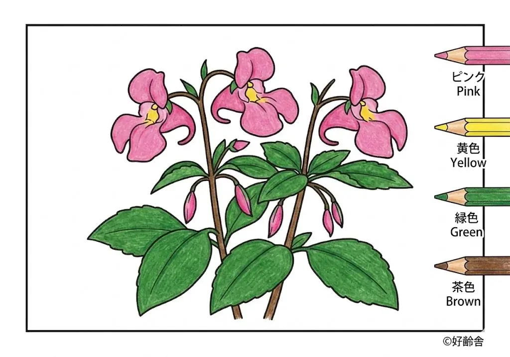 ホウセンカの塗り絵 完成見本(カラーサンプル・高齢者レク用)